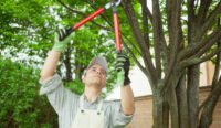 Tree-Trimming.jpg