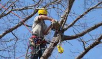 Safe-Tree-Removal.jpg